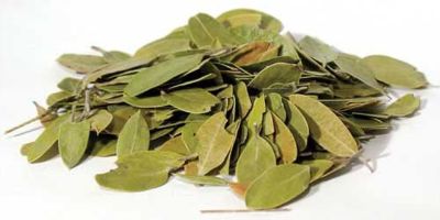 Uva Ursi Leaf Whole