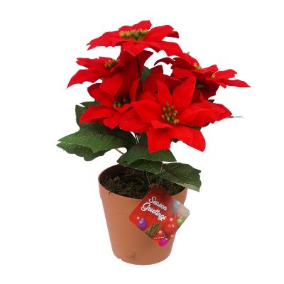 7 Head Poinsetta Plant