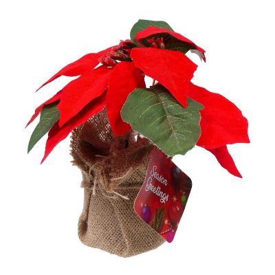 Red Poinsettia with Linen
