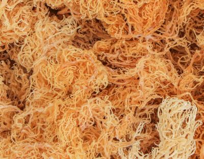 Gold Sea Moss